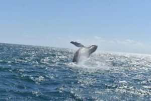 Elewis Montero impulsa el inicio de la temporada de ballenas jorobadas en Samaná 2026